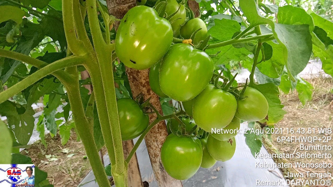 TANAMAN TOMAT DENGAN PENERAPAN NUTRISI SAS MINIMAL PESTISIDA