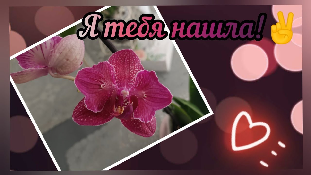 #Орхидея Кимоно 🌸:Долгожданная моя бабочка!💖