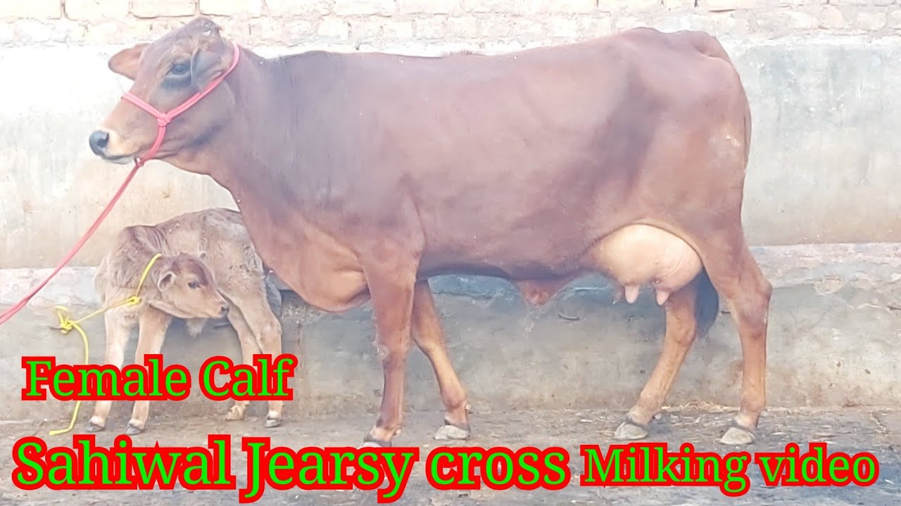 #Forsale Sahiwal Jearsy cross Breed cow Female Calf 20 litter Milk Capacity #sahiwalJearsycow