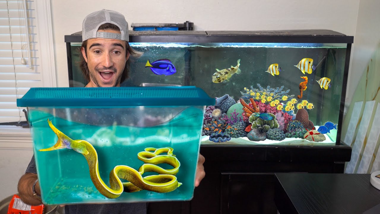 FINALLY Adding RARE RIBBON EEL To My Aquarium!!