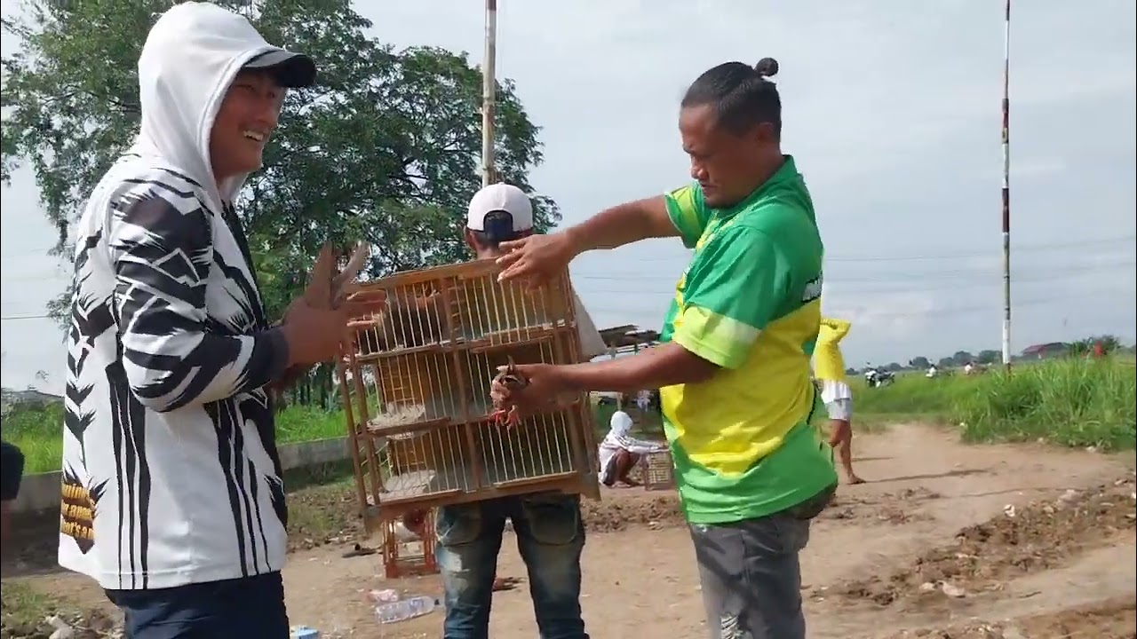 Team mardika latihan merpati piyik di lapak kodam jaya cibitung 