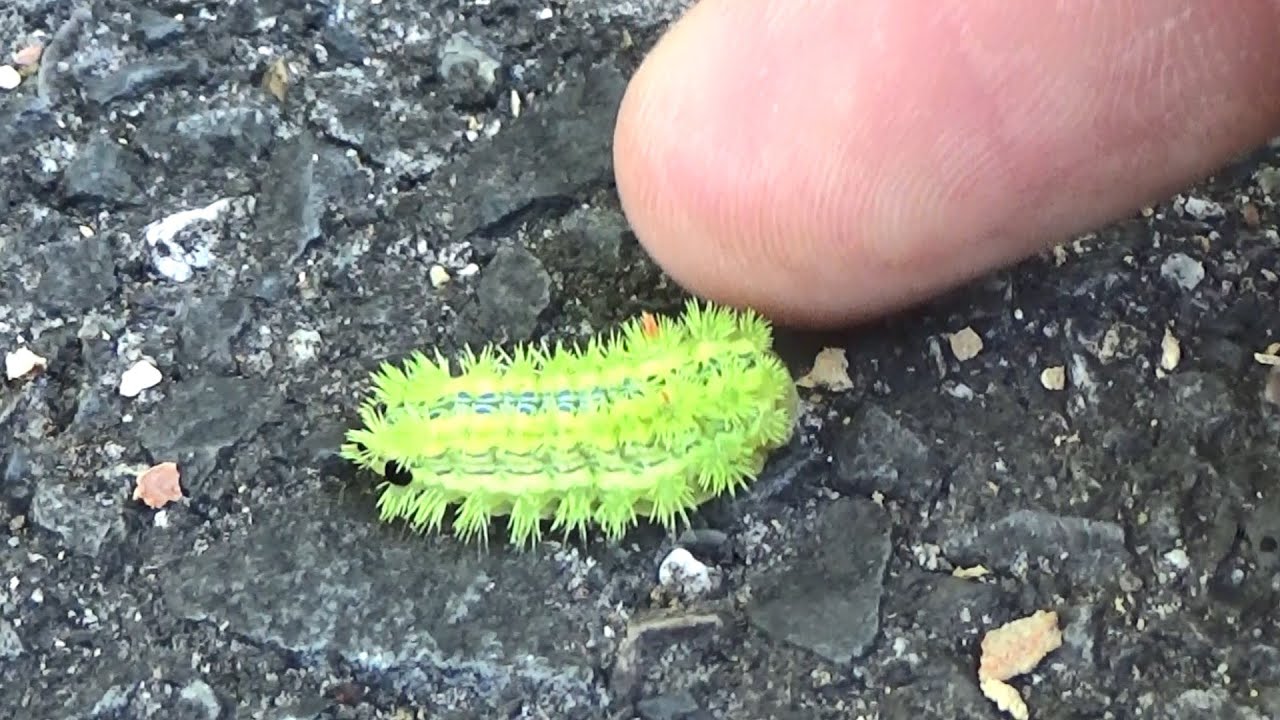 この毛虫には絶対に手を出すな！！