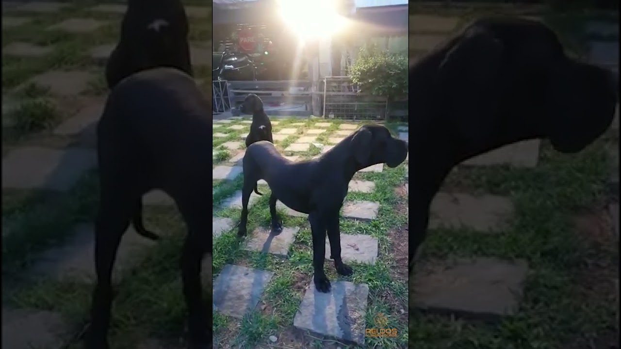 Comportamento dos Dogs Alem&atilde;o com os novos alimentadores autom&aacute;ticos...