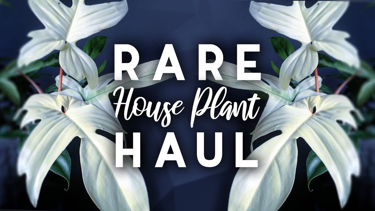 Rare Plant Haul! | 7 New Rare Houseplants! | 2019