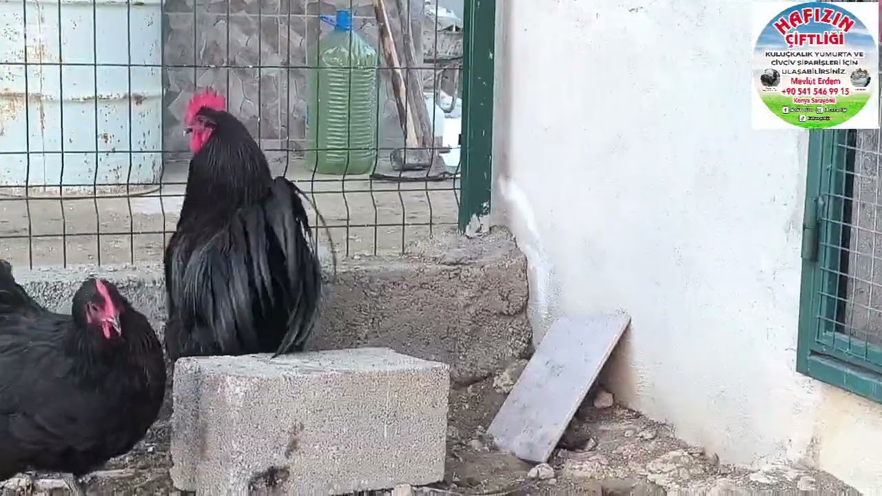 YILIN İLK KARI YAĞDI -/- YUMURTALARI TOPLADIK -/- ÇİFTLİĞİMİZİN SON DURUMU