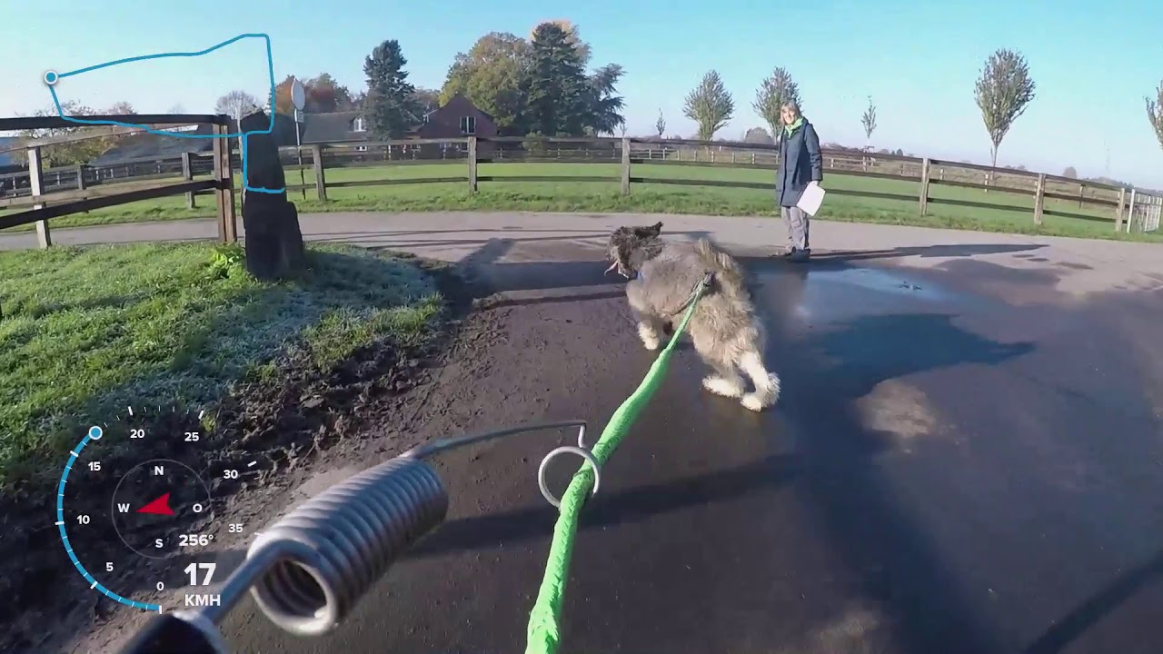 Bikejöring mit dem Bouvier des Flandres 
