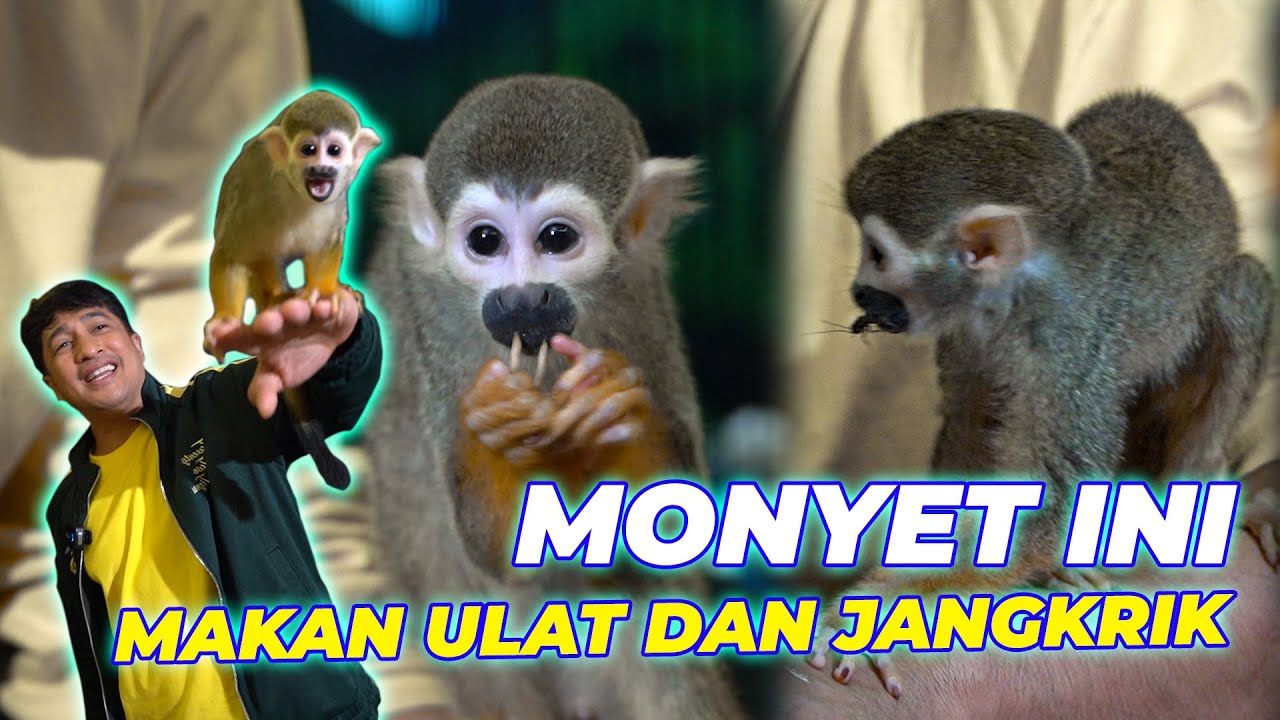 GUE BARU LIAT!! MONYET INI TERNYATA MAKANNYA ULAT DAN JANGKRIK.. 😱😱
