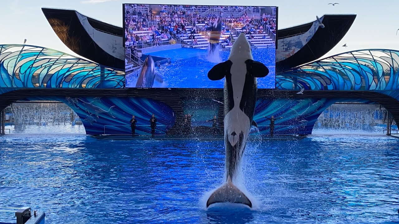 НОВОЕ ШОУ: Встреча с косаткой и косаткой | SeaWorld Orlando