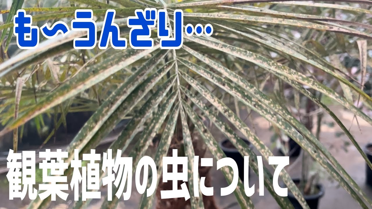 [カイガラムシ・ハダニ・うどん粉病]観葉植物の虫について