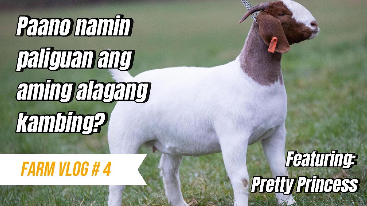 Farm Vlog #4: Paano namin paligauan ang aming alagang kambing? Featuring Pretty Princess