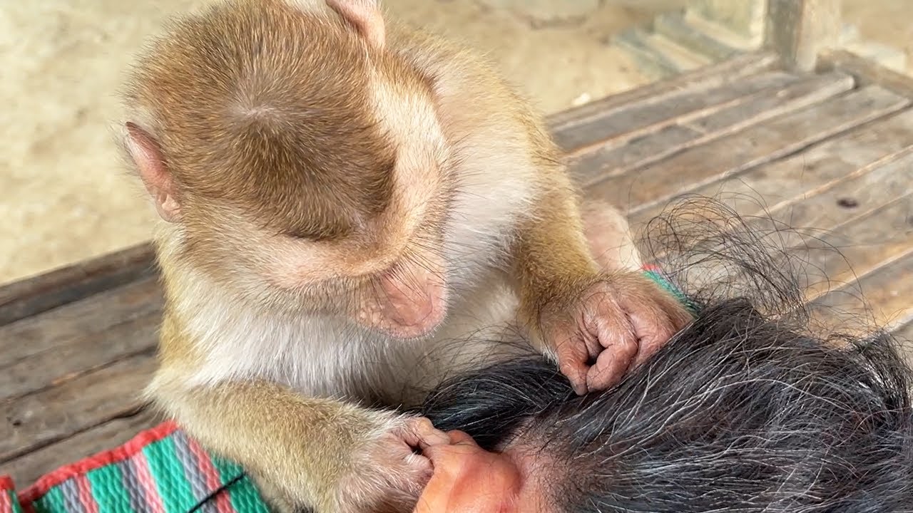 Wow Amazing Cute Grirl Zueii Cleaning Ear For Mom| Monkey Grooming