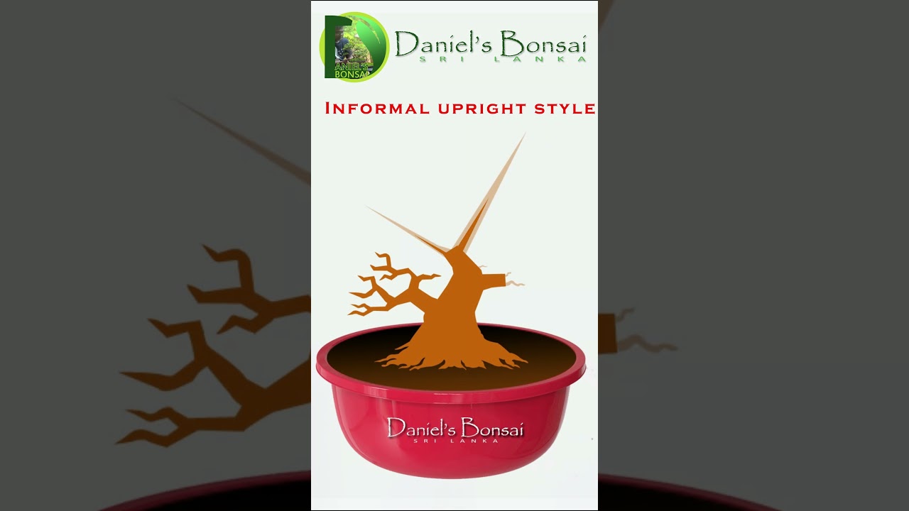 #Informal Upright Style Bonsai  #bonsaicourse #bonsai #bonsaistyling #bonsaitree