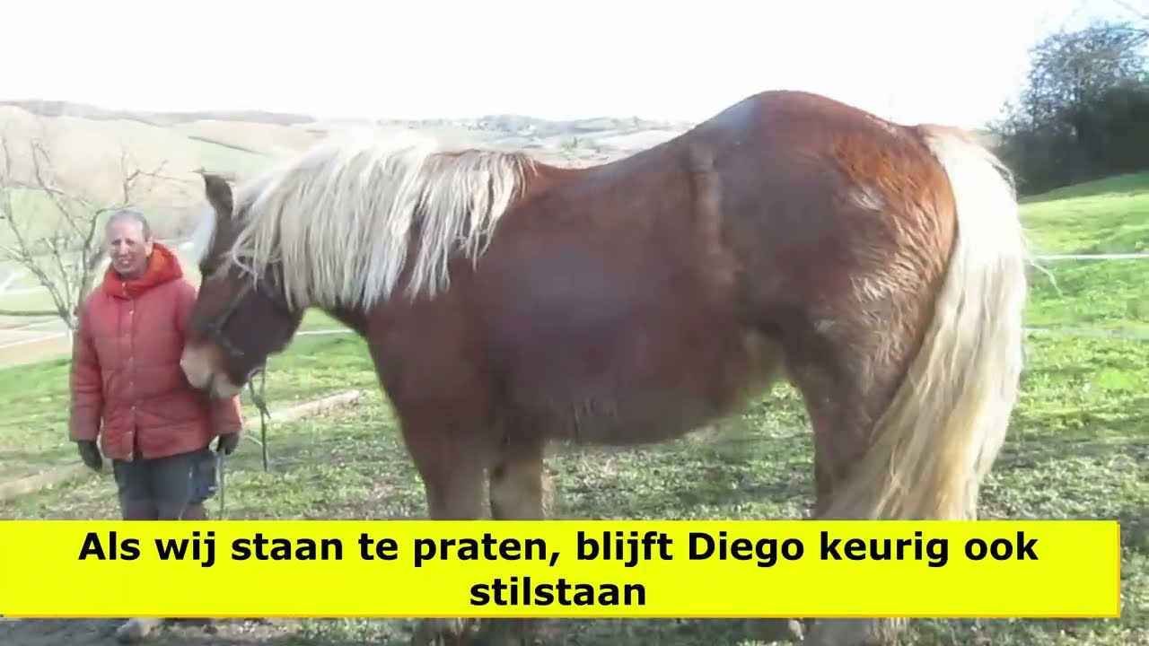Diego day 17, Comtois Horse, Natural Horsemanship, Gentle Giant, Horse vlog, Walking With Horse