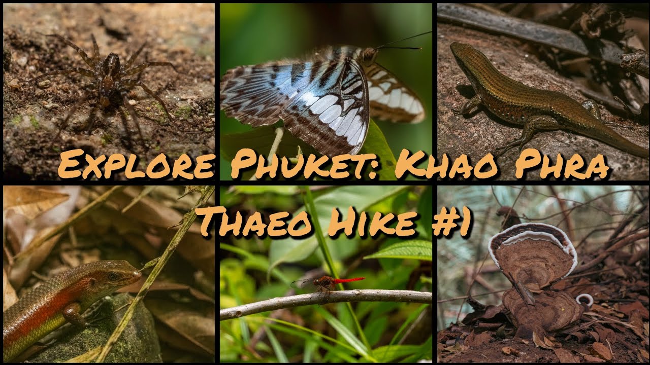 Explore Thailand - Phuket, February 2025, part 4 - Khao Phra Thaeo Hike, beginning