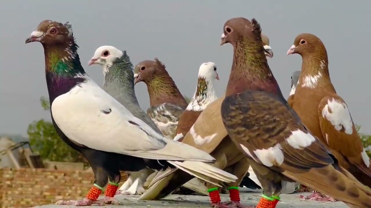 Colored pigeon  Subscribe YouTube Channel