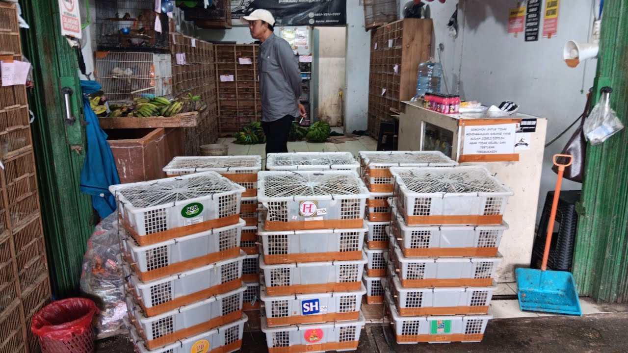 Update stock hari jumat di satria birfshop masih banyak stock burung sumatra dan jawa yang mewah