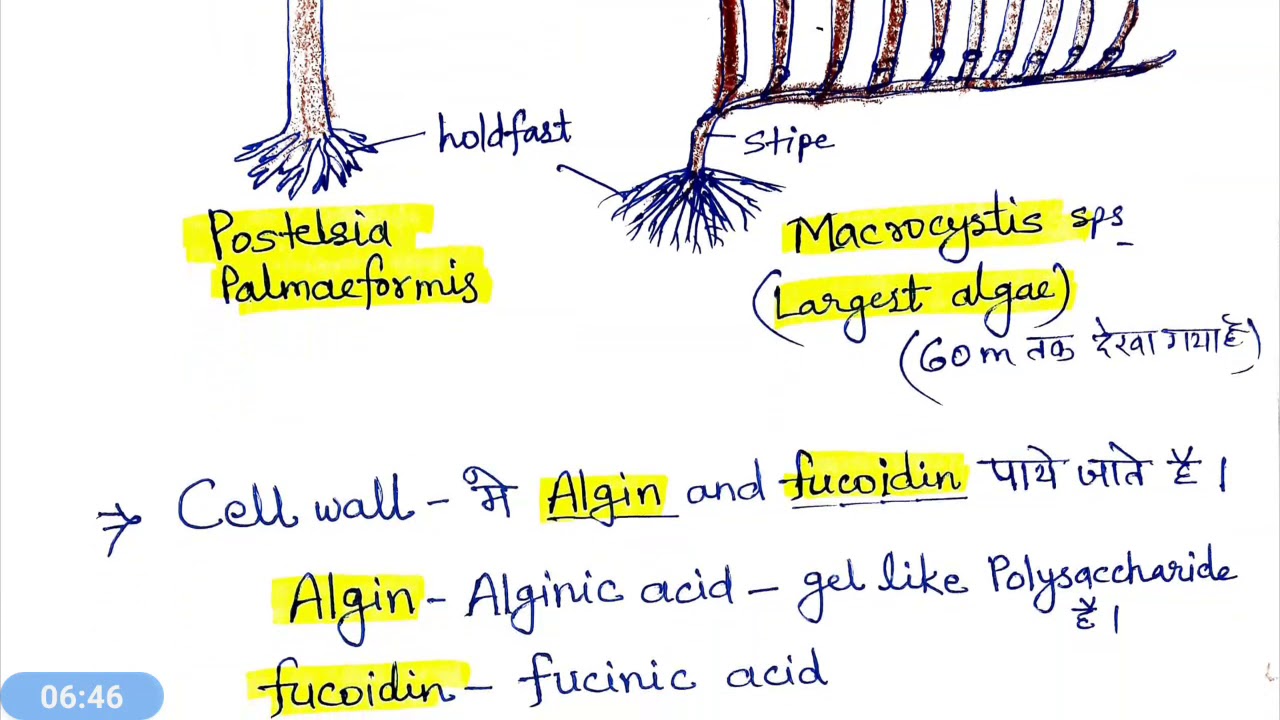Phaeophyta - Phaeophyceae ( Brown algae) भूरे शैवाल