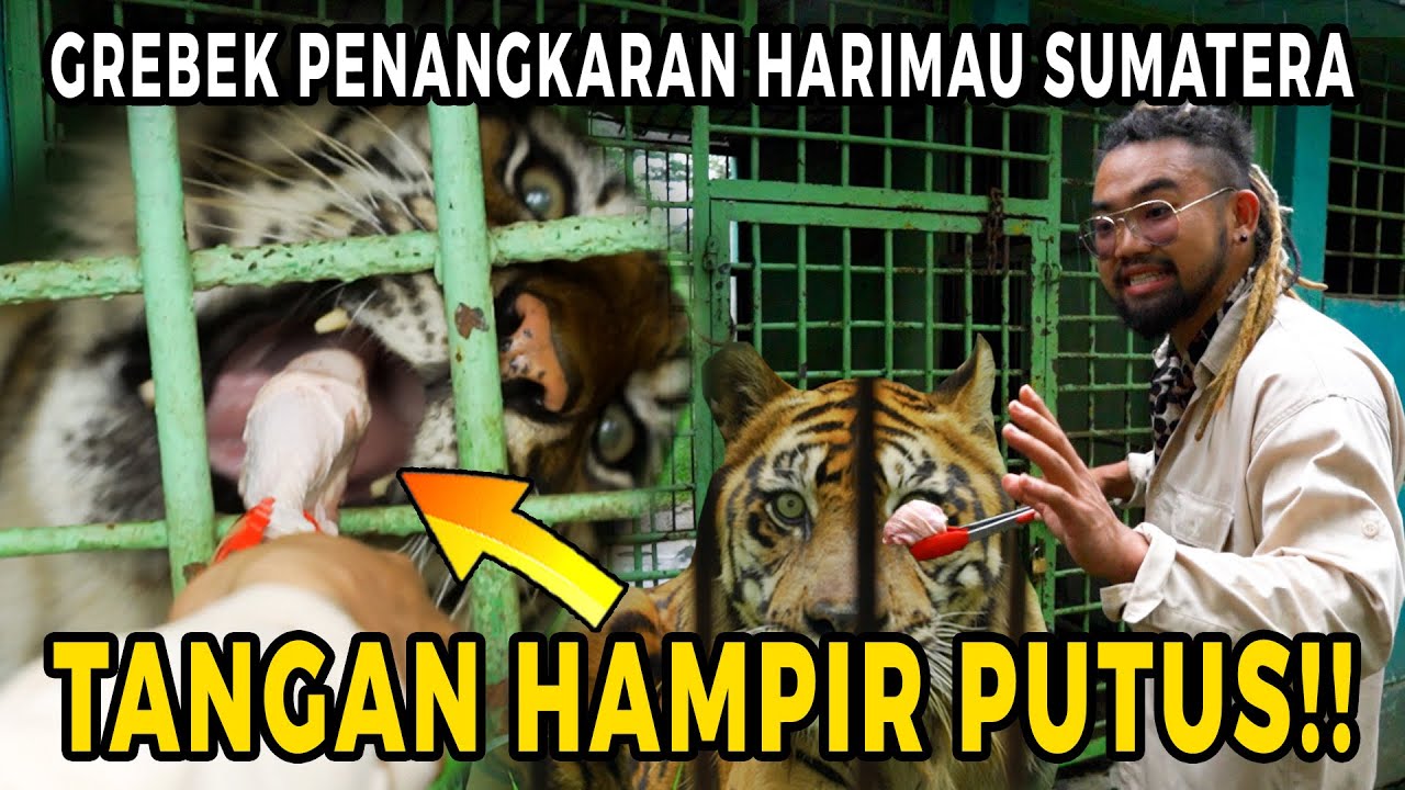 GREBEK PENANGKARAN HARIMAU SUMATERA! TANGAN HAMPIR PUTUS!!  #AudreyA #KINGOFTHEJUNGLE