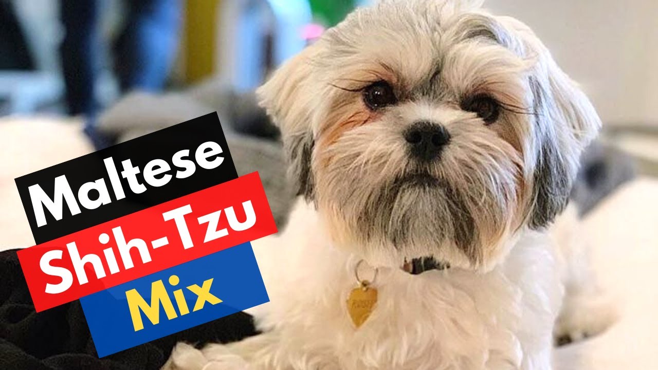 Who's Maltese Shih Tzu Mix Breed? Malshi Traits and Care