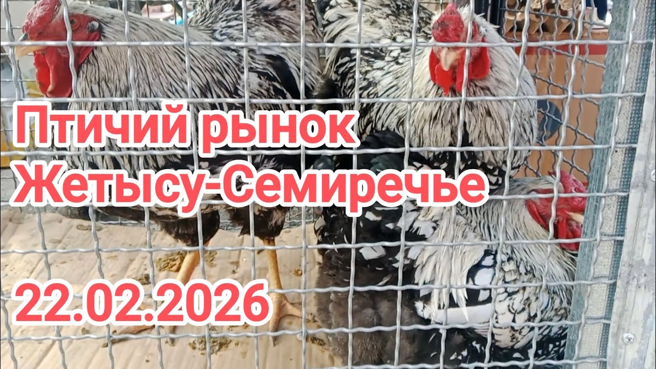 Птичий базар: куры, утки, гуси и кролики — обзор цен. Базар Жетысу-Семиречье 22.02.2026