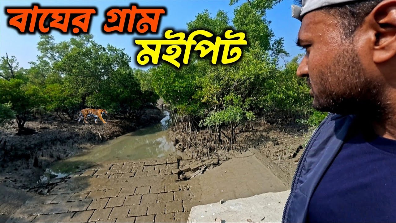 বাঘের আক্রমণে গ্রামবাসী আতঙ্কিত। মইপিট গ্রাম; ডাঙ্গায় বাঘ জলে কুমির। Tiger Attack in Maipit