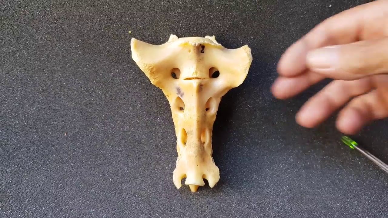 Anatomía Animal Vertebras Sacras