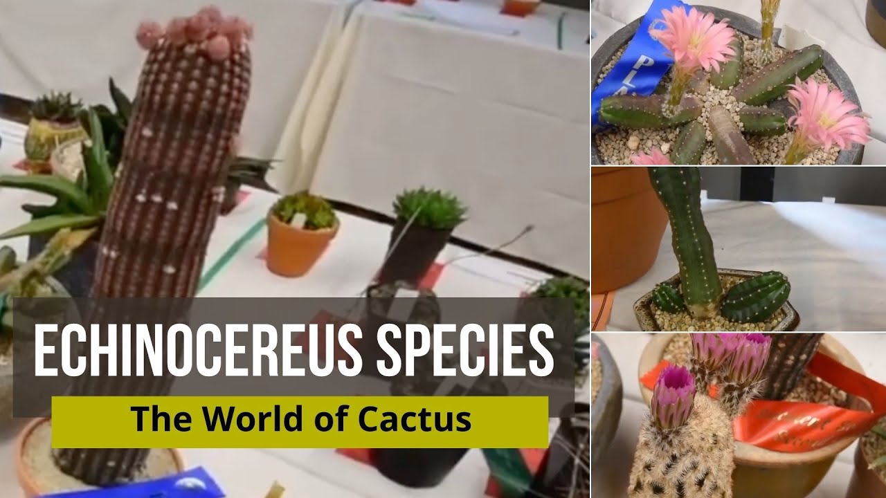 cactus species: echinocereus subinermis, echinocereus reichenbachii, echinocereus poselgeri