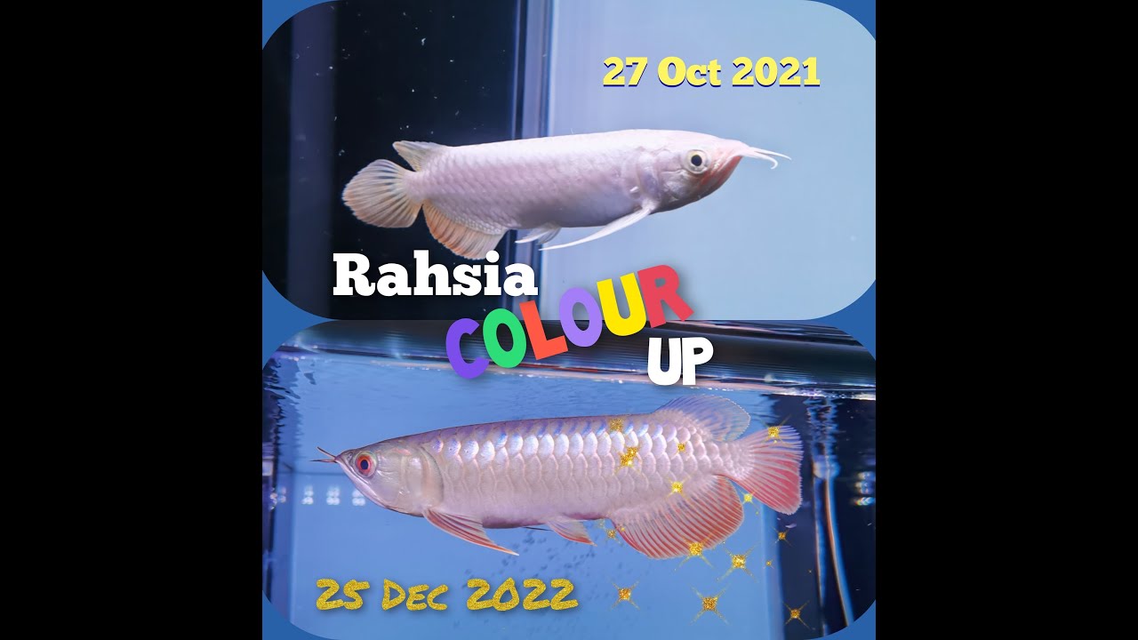 Arowana Crossback MGXB | Usia 2 bulan | Rahsia Colour Up | Dubia