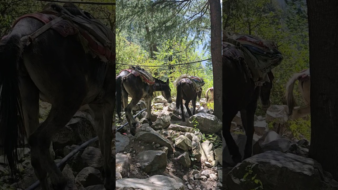 MULAS Trek PARVATI VALLEY🕉🇮🇳