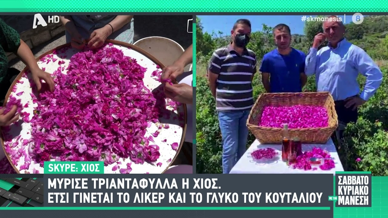 Τα Μαγιάτικα Τριαντάφυλλα της Χίου στον Alpha TV