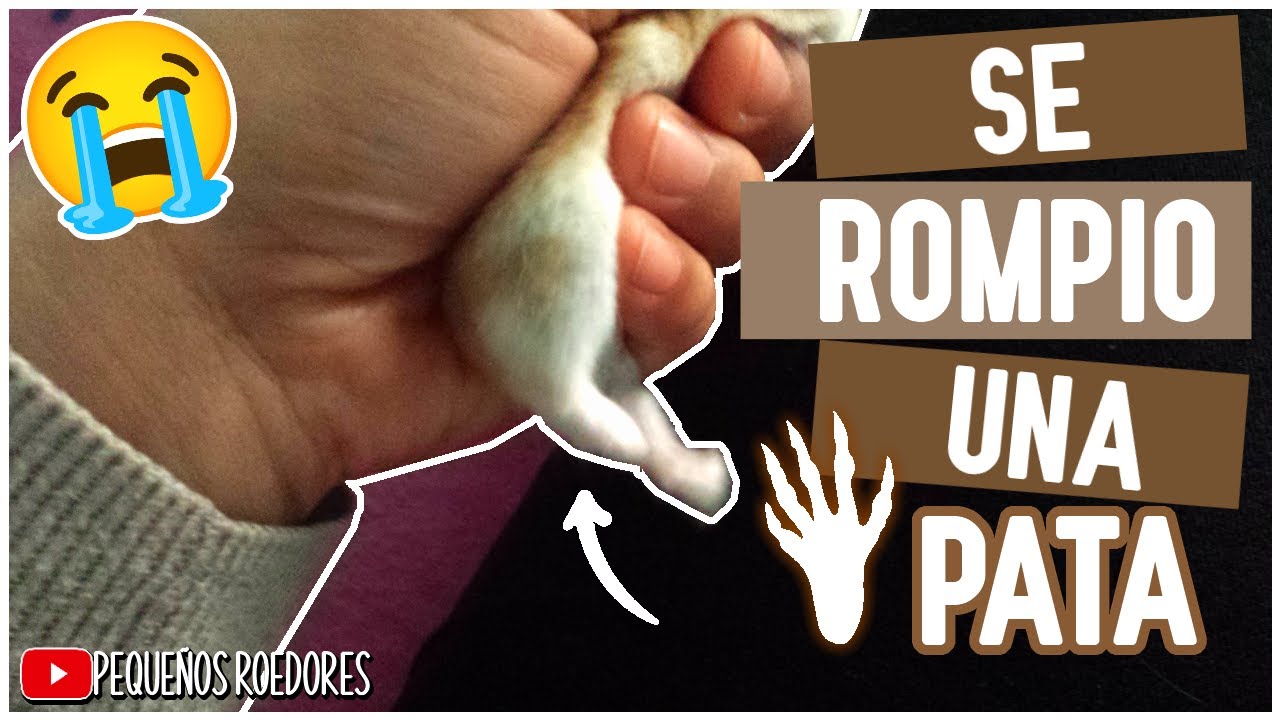 Mi HAMSTER se ROMPIO la PATA - Story Time