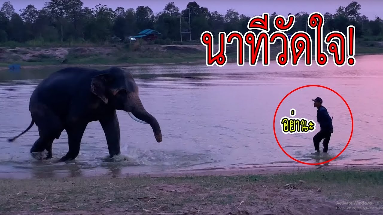 ไอ้ทอง!! อย่าเเม้เเต่จะคิดนะ!! พ่อเองนะทอง!! วัดใจกันไปเลย พลายหนุ่มสุรินทร์ big elephant