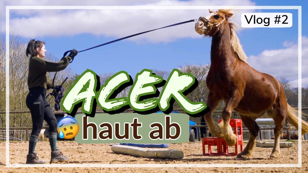 Acer reißt sich los 😥 BODENARBEIT mit PROBLEMPFERD 🙊 VLOG 2 I ACIBALD