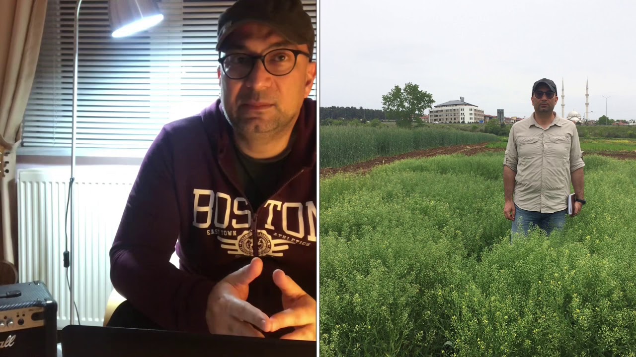 B&ouml;l&uuml;m 1/2: Ketencik (Camelina sativa L. Crantz) Tanımı ve Tarımı