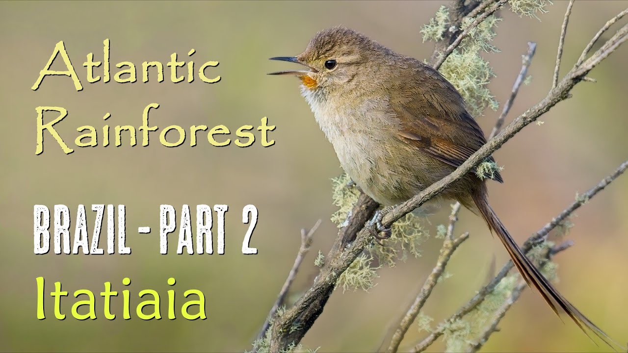 Amazing Brazil | Birds of the Atlantic Rainforest | Itatiaia | Hotel do Ypê | 2025 | 4K-Video