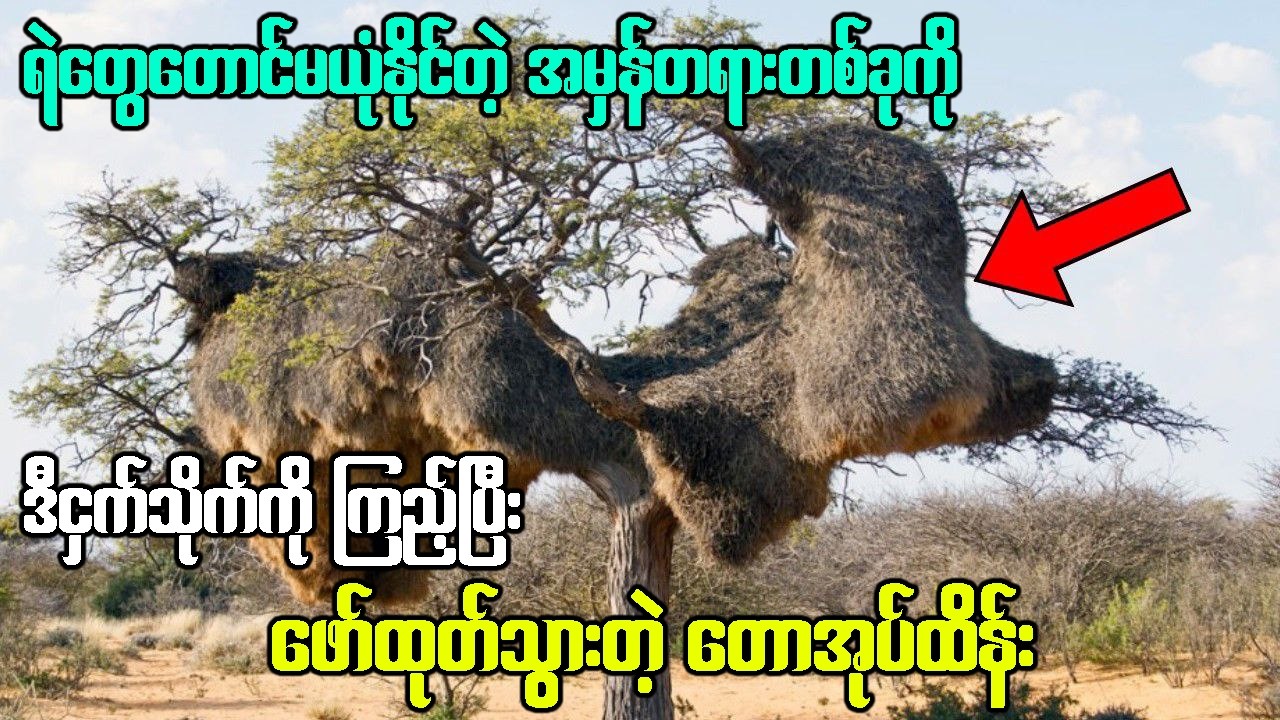 စာဗူးတောင်းငှက်သိုက်ရဲ့ထူးခြားချက်ကြောင့် တောအုပ်ထဲကလျှို့ဝှက်ချက်ကို ဖော်ထုတ်ပြီး ကယ်ခဲ့တယ်...