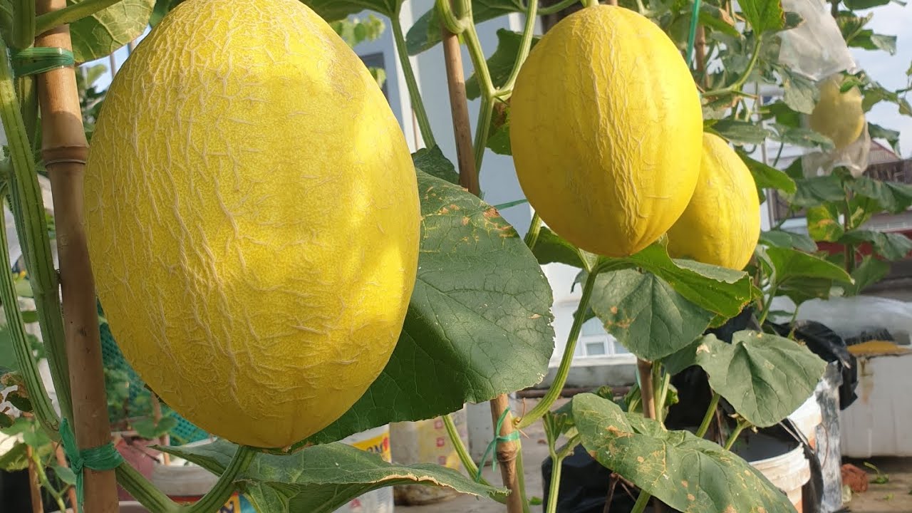 Cách trồng cây dưa lưới trên sân thượng. Trái to ngon ngọt.Phần 1.