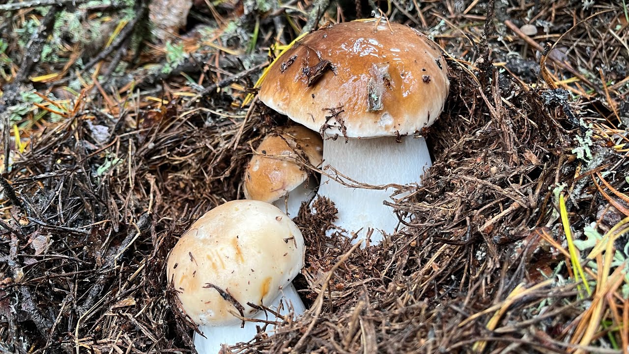 BOLETUS EDULIS, Septiembre 2024