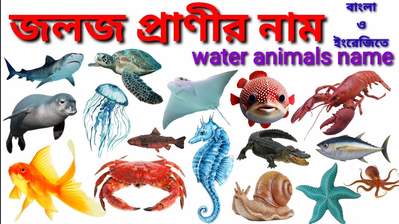 বিভিন্ন জলজ প্রাণীর নাম বাংলা ও ইংরেজিতে / Water Animals Name ame in Bengali and English