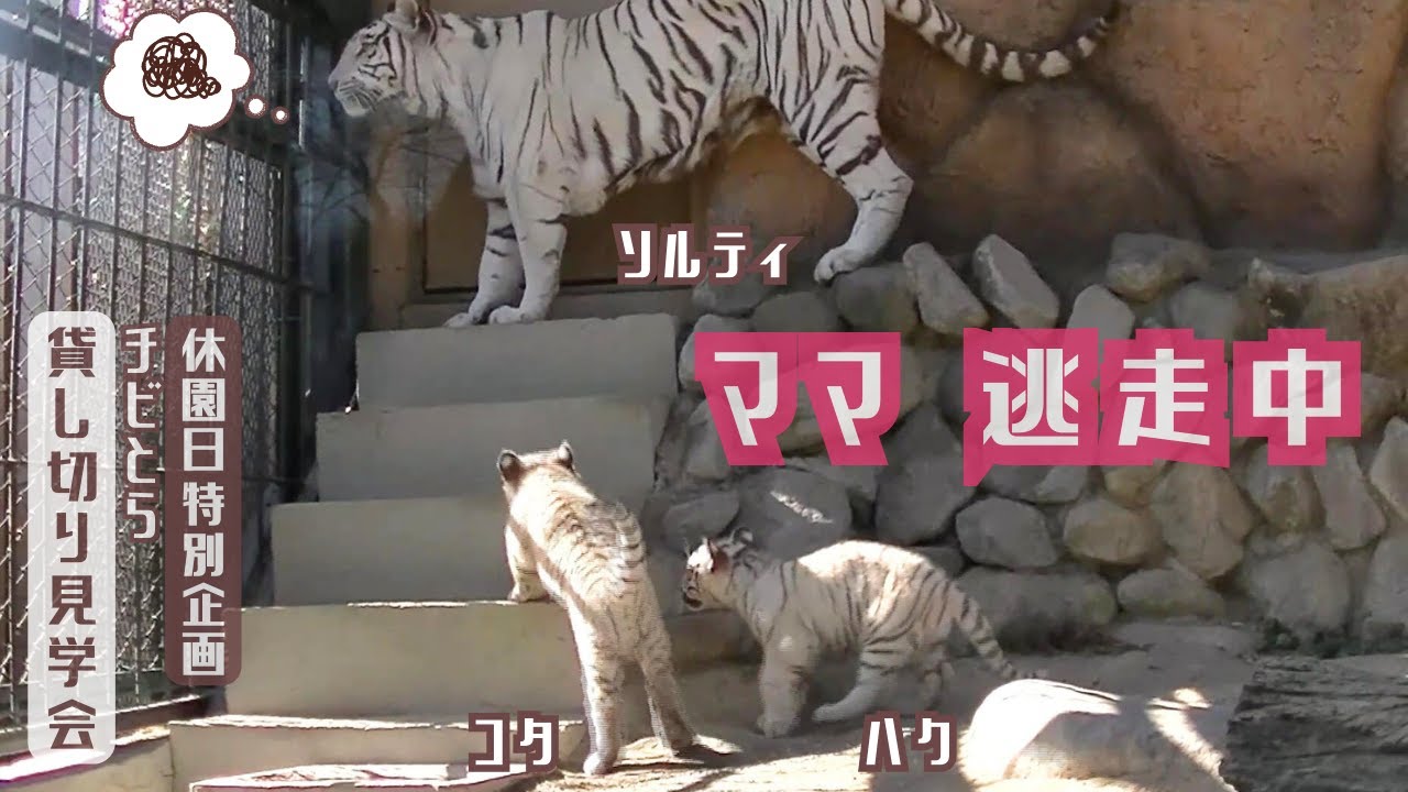 【ママ逃走中】東武動物公園ホワイトタイガー赤ちゃん「コタ」「ハク」　休園日特別企画「チビとら貸し切り見学会」2025年2月18日　②