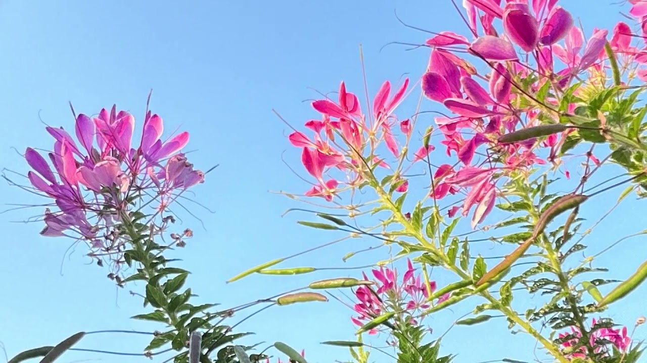 115年1月13日中正河濱公園花海（1）
