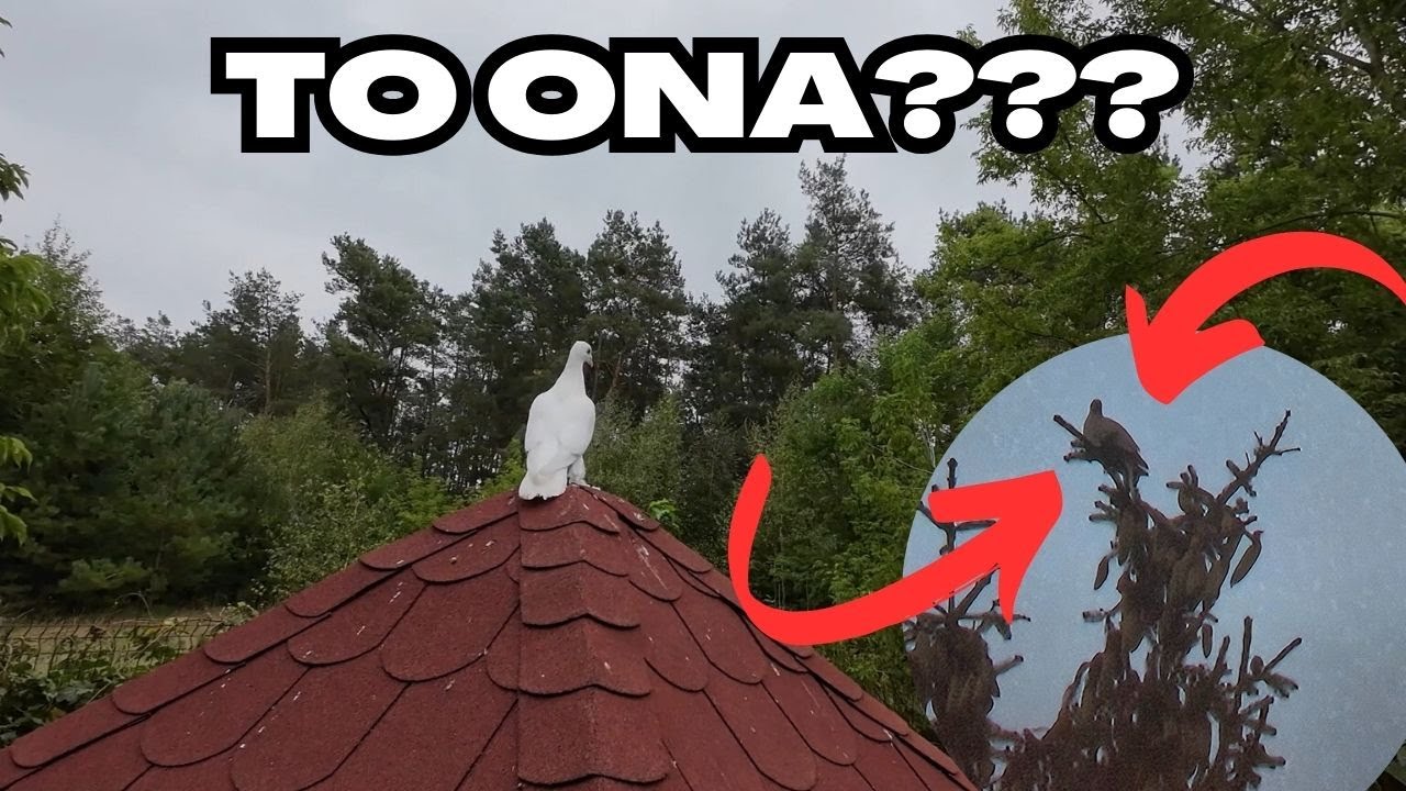 Nigdzie nie ma Grubego zwanego Pyzą...
