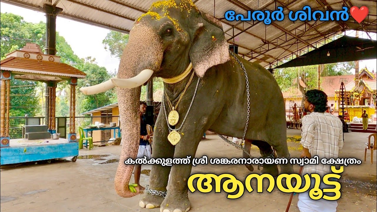 ആനയൂട്ട് | |Anayoottu |Kalkulathu Sree Sankaranarayana temple Kollam |Peroor Sivan