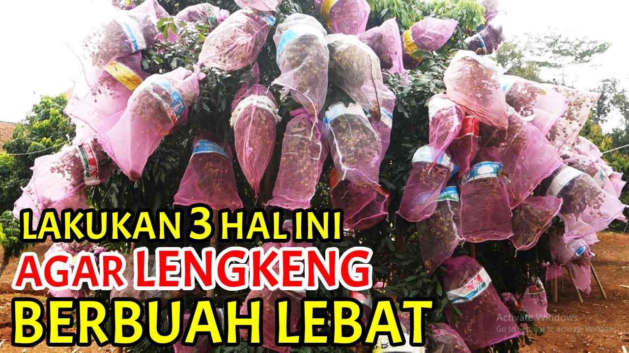 Terbukti Cara Cepat Membuahkan Kelengkeng Agar Berbuah Lebat | Dompolan Sampai 7 kg