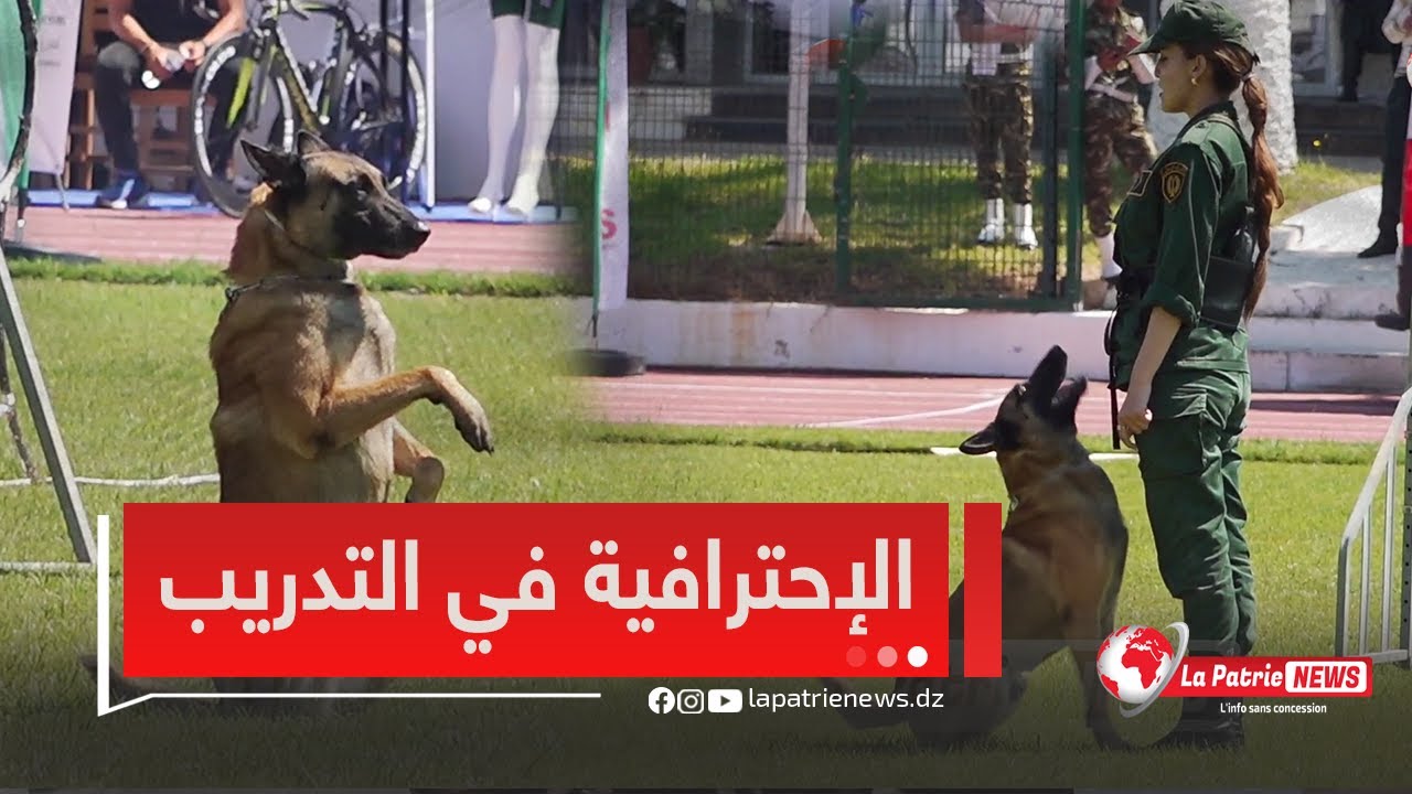 #شاهد.. دركية من فرقة السينوتقني تُبهر الحضور بإتقانها العالي وتحكمها الكامل في الكلب المدرّب 🐕‍🦺💪
