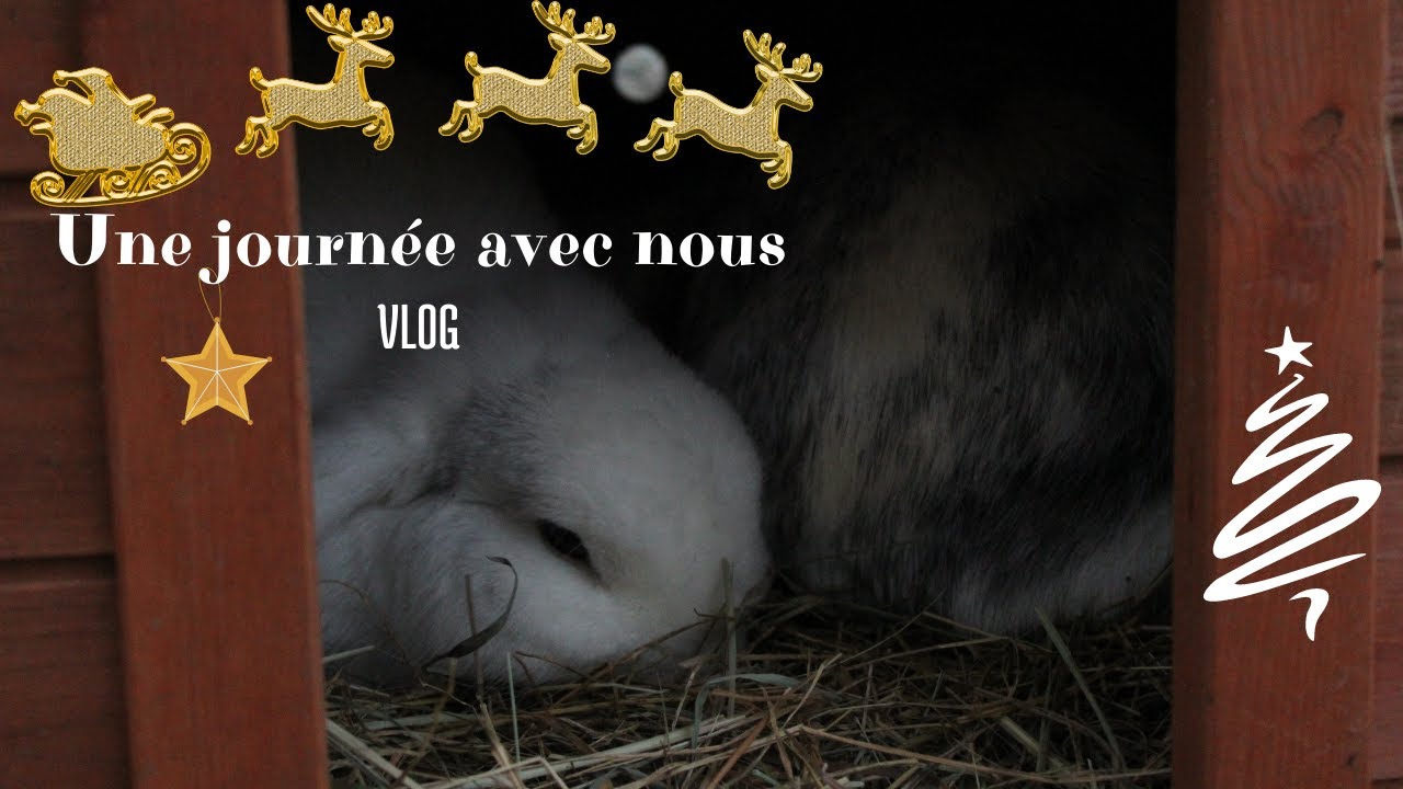 UNE JOURNEE AVEC NOUS || HABITAT DES LAPINS - VLOG || Noël avec les lapins