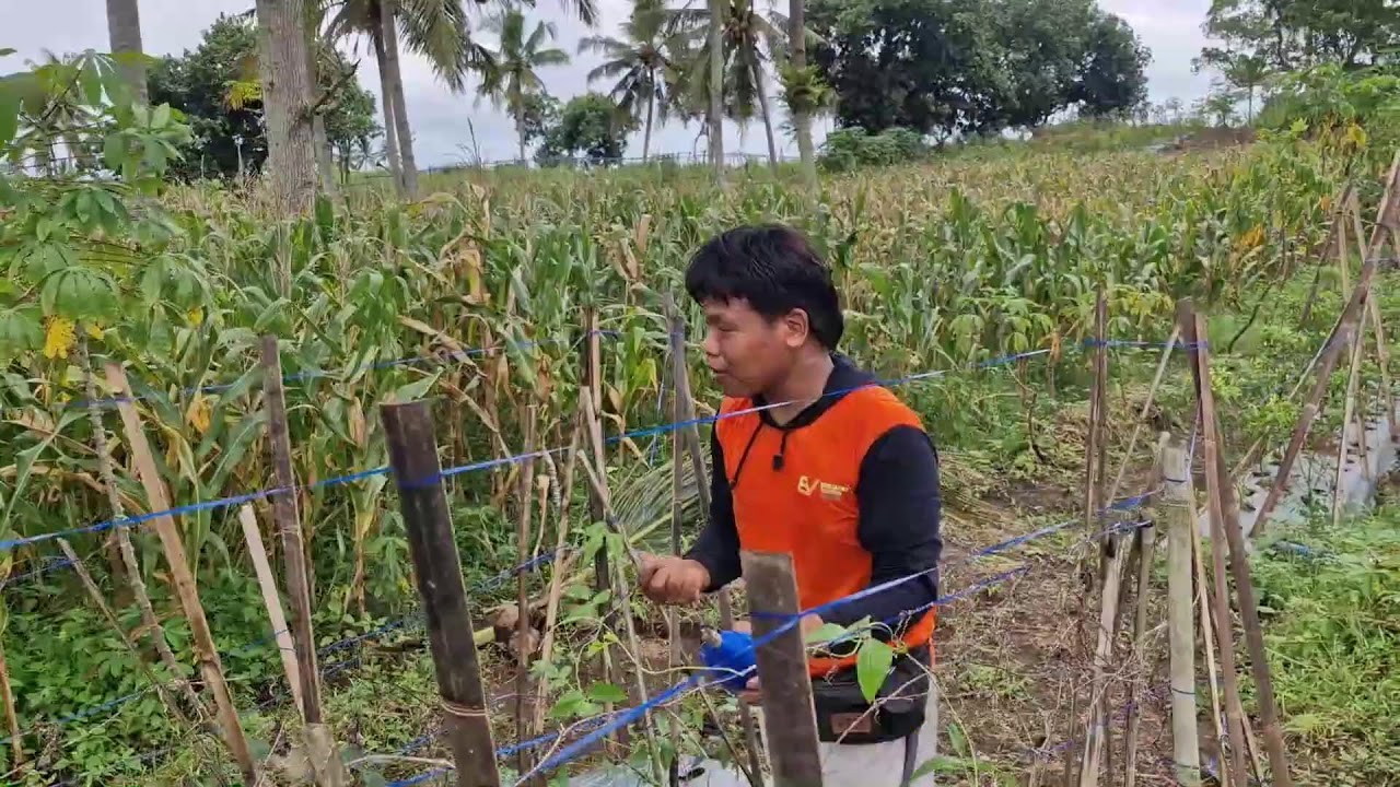 SMART MANUAL ROPE TWISTING TECHNIQUE YOU MUST TRY! - Agriculture Gardening