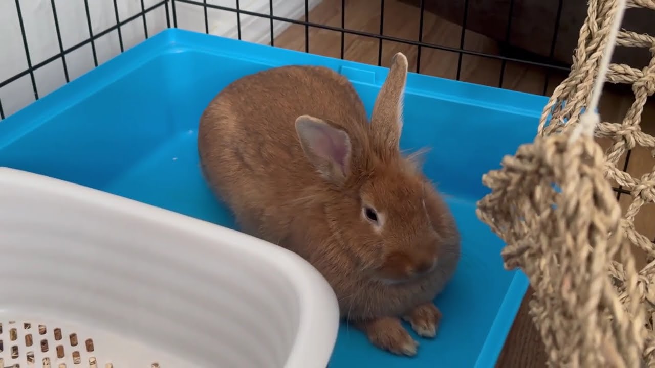 Lovely Daisy is currently over 8 months old 🙂🤍