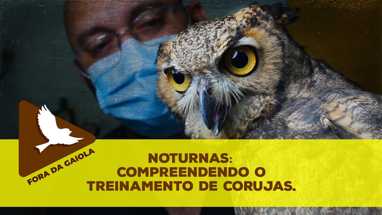 Noturnas: compreendendo o treinamento de corujas.