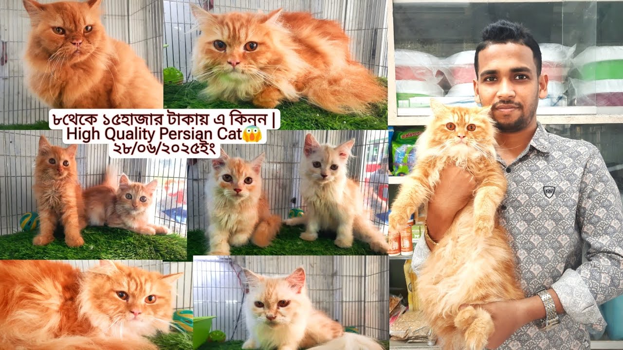 ছোট বড় পার্সিয়ান ক্যাট কিনুন অফার প্রাইযে | Lion Face Persian Cat,Bi Colur Persian cat Price😱